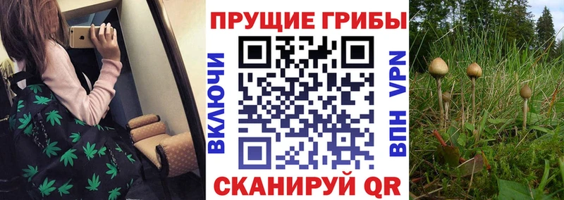 Псилоцибиновые грибы Cubensis  сколько стоит  Ярцево 